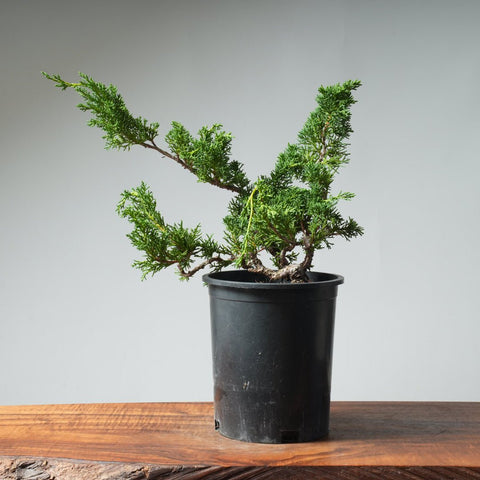 One - Gallon Kishu Juniper Bonsai 537 - Bonsaify
