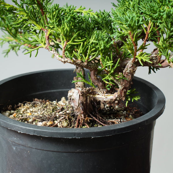 One - Gallon Kishu Juniper Bonsai 537 - Bonsaify