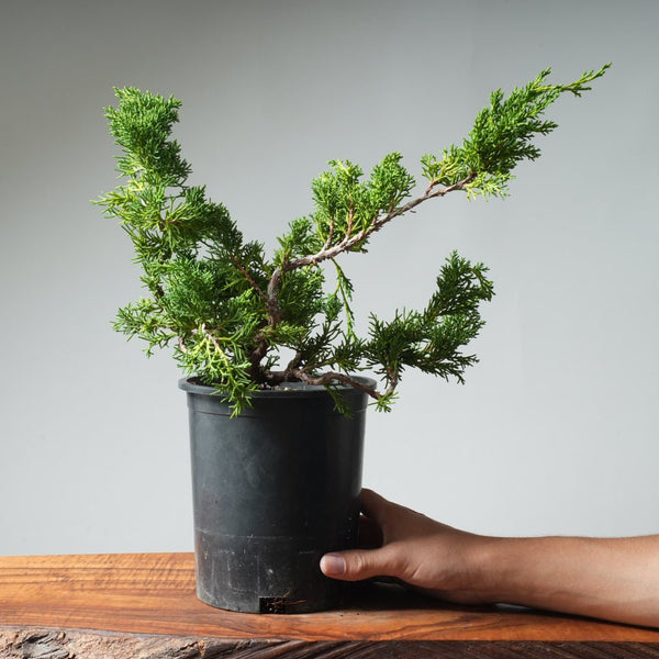 One - Gallon Kishu Juniper Bonsai 537 - Bonsaify