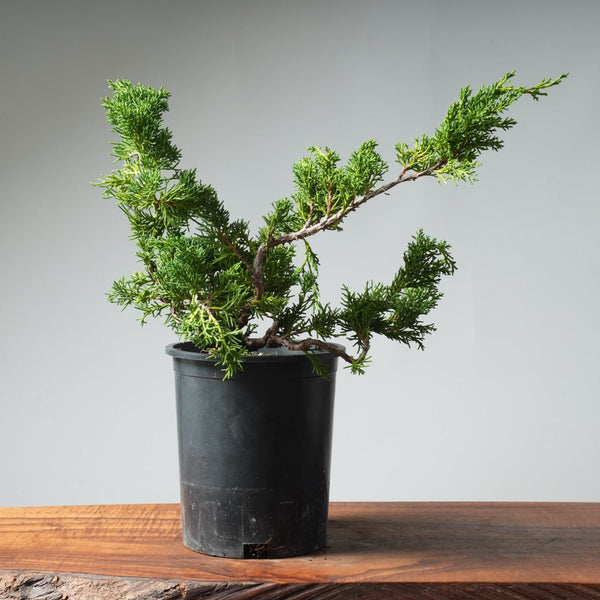 One - Gallon Kishu Juniper Bonsai 537 - Bonsaify