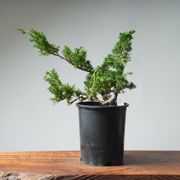 One - Gallon Kishu Juniper Bonsai 537 - Bonsaify