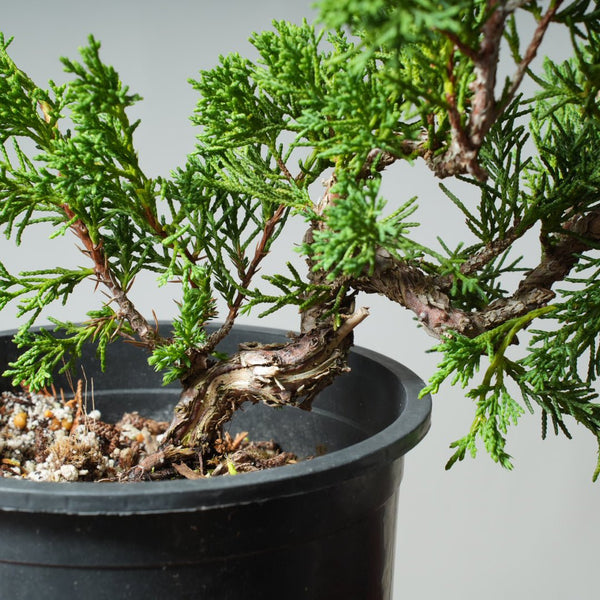 One - Gallon Kishu Juniper Bonsai 538 - Bonsaify