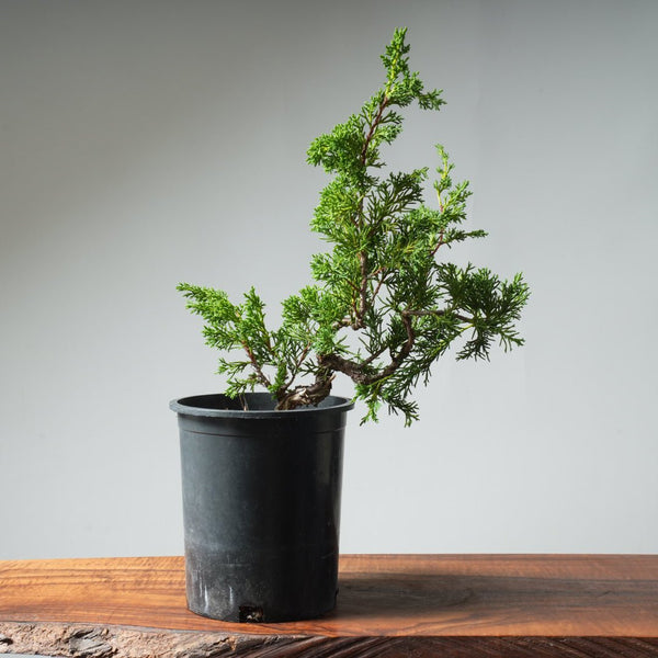 One - Gallon Kishu Juniper Bonsai 538 - Bonsaify