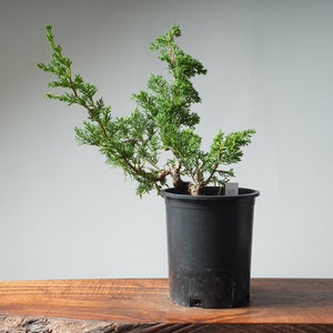 One - Gallon Kishu Juniper Bonsai 538 - Bonsaify