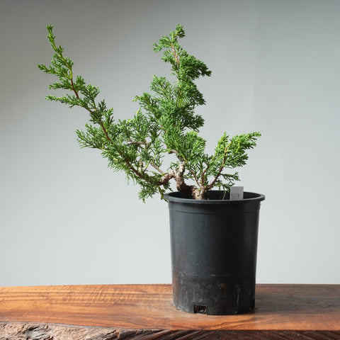 One - Gallon Kishu Juniper Bonsai 538 - Bonsaify