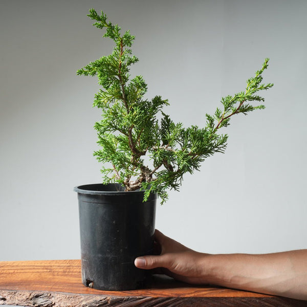 One - Gallon Kishu Juniper Bonsai 538 - Bonsaify