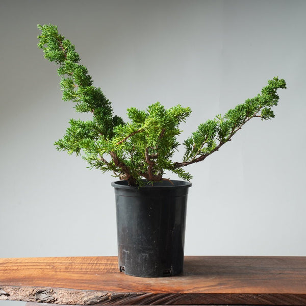One - Gallon Kishu Juniper Bonsai 539 - Bonsaify