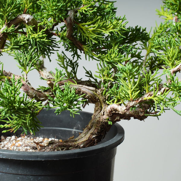 One - Gallon Kishu Juniper Bonsai 539 - Bonsaify