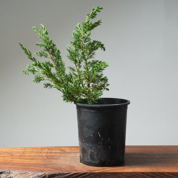 One - Gallon Kishu Juniper Bonsai 563 - Bonsaify
