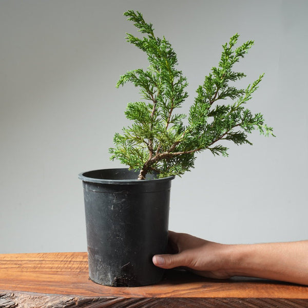 One - Gallon Kishu Juniper Bonsai 563 - Bonsaify