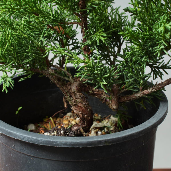 One - Gallon Kishu Juniper Bonsai 564 - Bonsaify