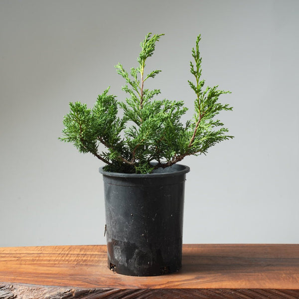 One - Gallon Kishu Juniper Bonsai 564 - Bonsaify