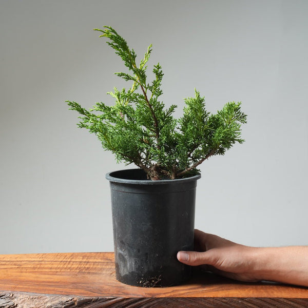 One - Gallon Kishu Juniper Bonsai 564 - Bonsaify