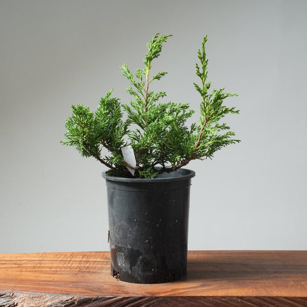 One - Gallon Kishu Juniper Bonsai 564 - Bonsaify