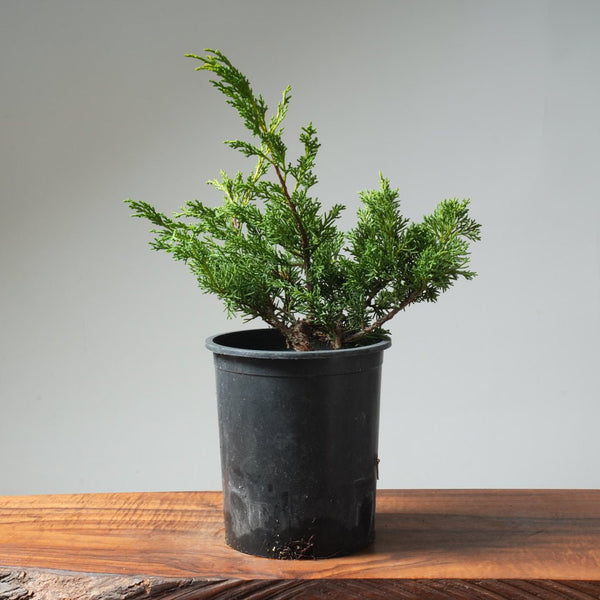 One - Gallon Kishu Juniper Bonsai 564 - Bonsaify