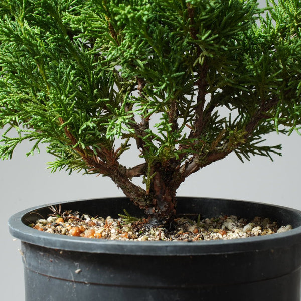 One - Gallon Kishu Juniper Bonsai 565 - Bonsaify