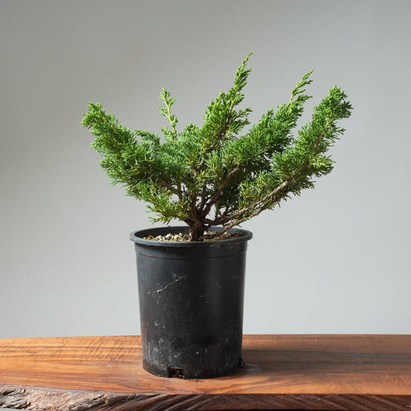 One - Gallon Kishu Juniper Bonsai 565 - Bonsaify