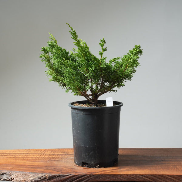 One - Gallon Kishu Juniper Bonsai 565 - Bonsaify