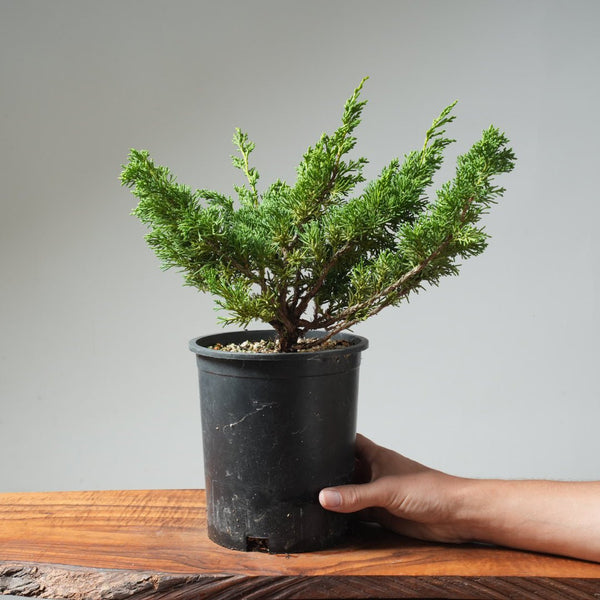 One - Gallon Kishu Juniper Bonsai 565 - Bonsaify
