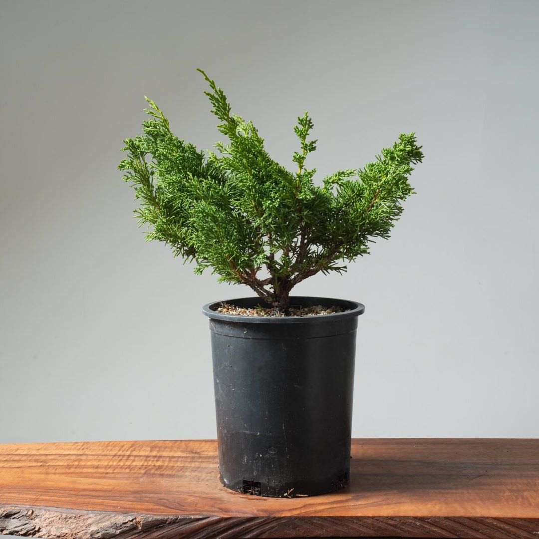 One - Gallon Kishu Juniper Bonsai 565 - Bonsaify