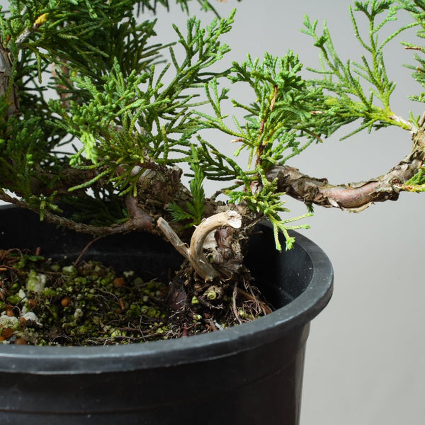 One - Gallon Kishu Juniper Bonsai 566 - Bonsaify
