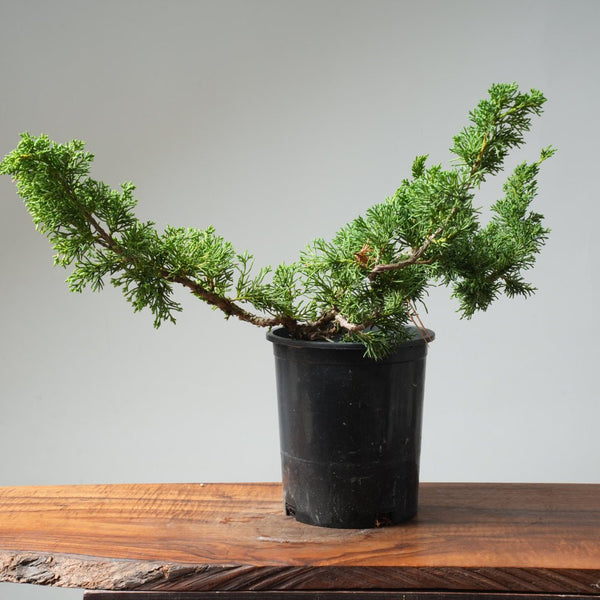 One - Gallon Kishu Juniper Bonsai 566 - Bonsaify