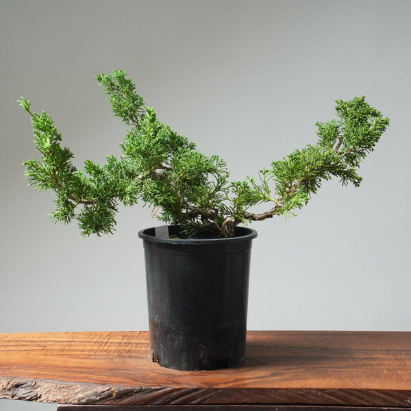 One - Gallon Kishu Juniper Bonsai 566 - Bonsaify