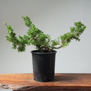 One - Gallon Kishu Juniper Bonsai 566 - Bonsaify