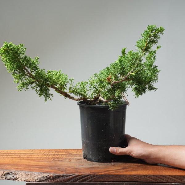 One - Gallon Kishu Juniper Bonsai 566 - Bonsaify