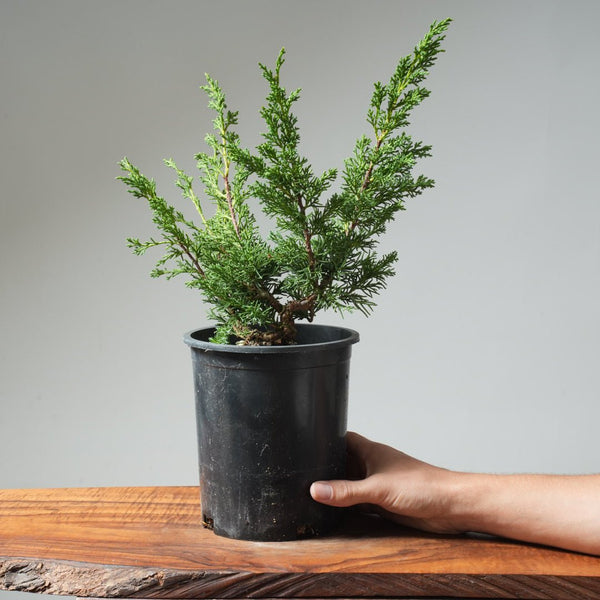One - Gallon Kishu Juniper Bonsai 567 - Bonsaify
