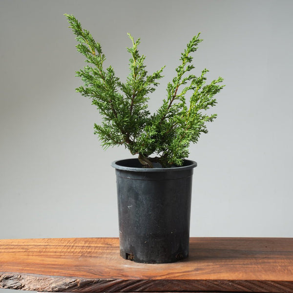 One - Gallon Kishu Juniper Bonsai 567 - Bonsaify