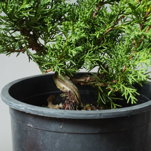 One - Gallon Kishu Juniper Bonsai 567 - Bonsaify