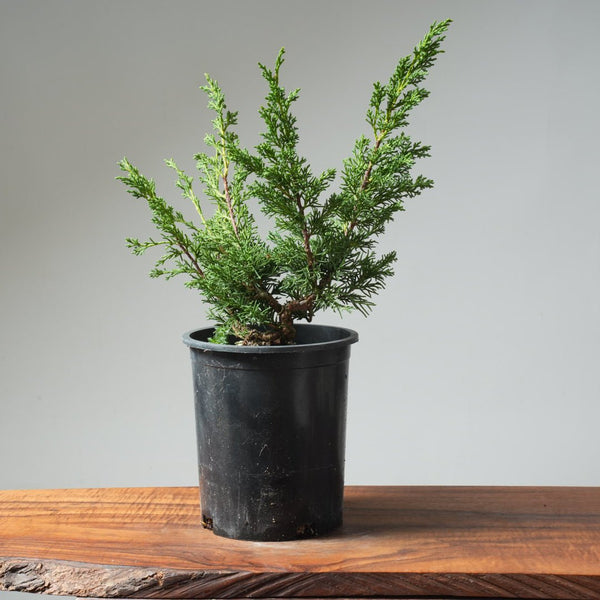 One - Gallon Kishu Juniper Bonsai 567 - Bonsaify