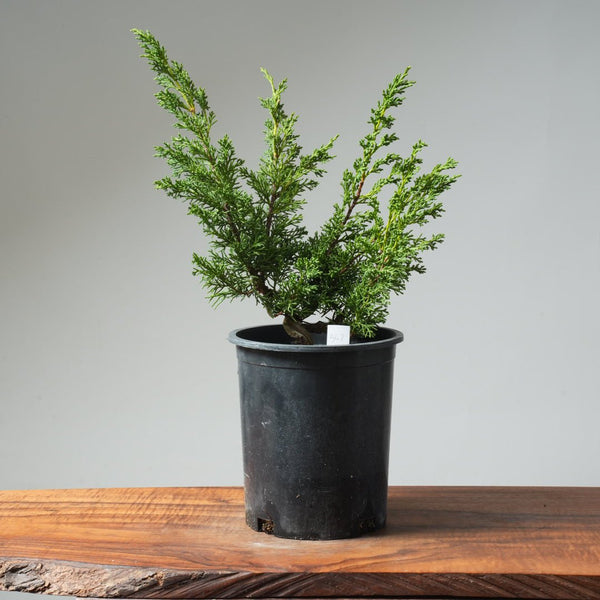 One - Gallon Kishu Juniper Bonsai 567 - Bonsaify