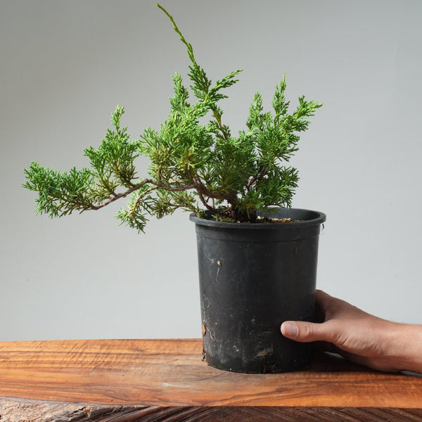 One - Gallon Kishu Juniper Bonsai 568 - Bonsaify