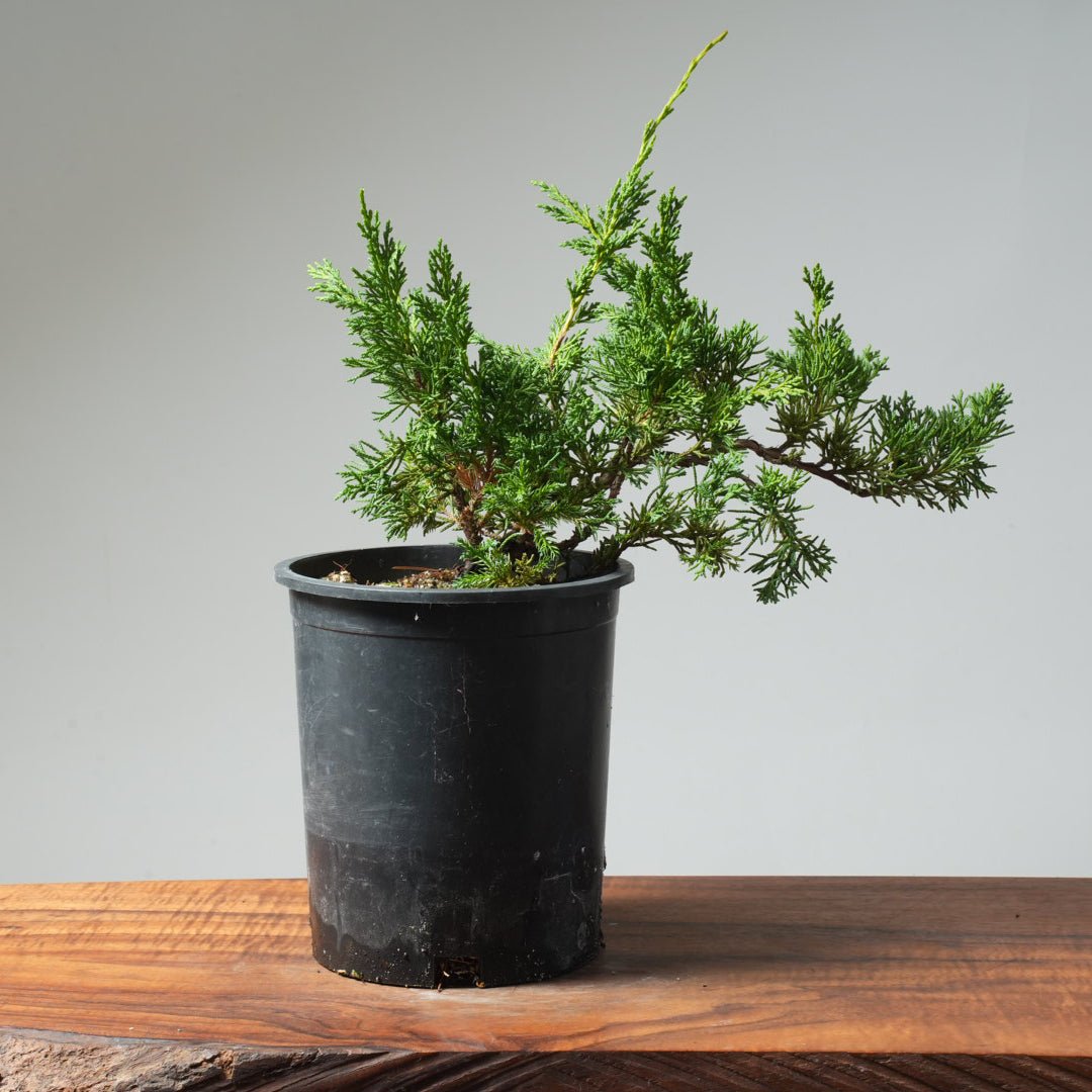 One - Gallon Kishu Juniper Bonsai 568 - Bonsaify