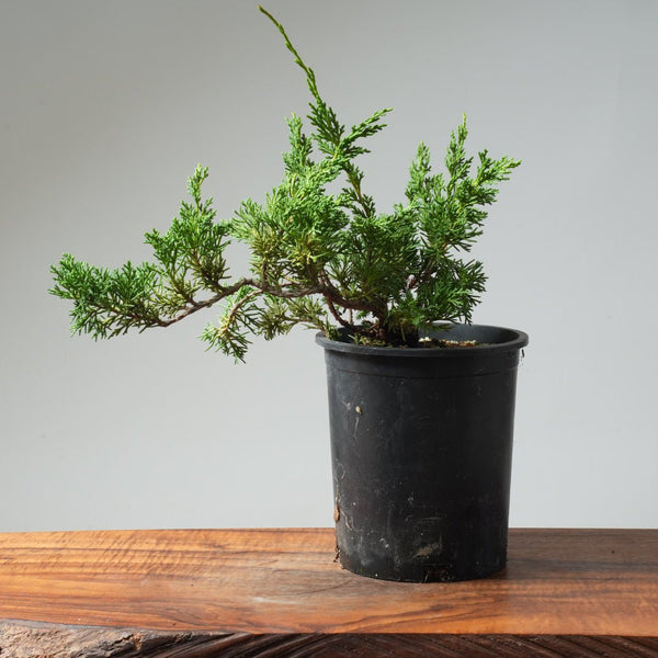 One - Gallon Kishu Juniper Bonsai 568 - Bonsaify