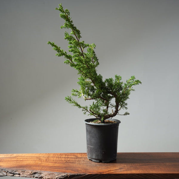 One - Gallon Kishu Juniper Bonsai 615 - Bonsaify