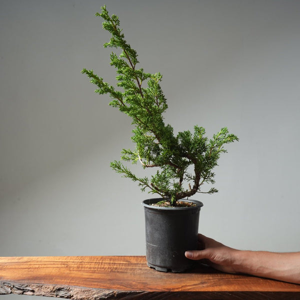 One - Gallon Kishu Juniper Bonsai 615 - Bonsaify
