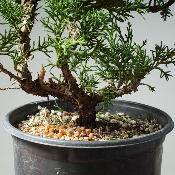 One - Gallon Kishu Juniper Bonsai 615 - Bonsaify