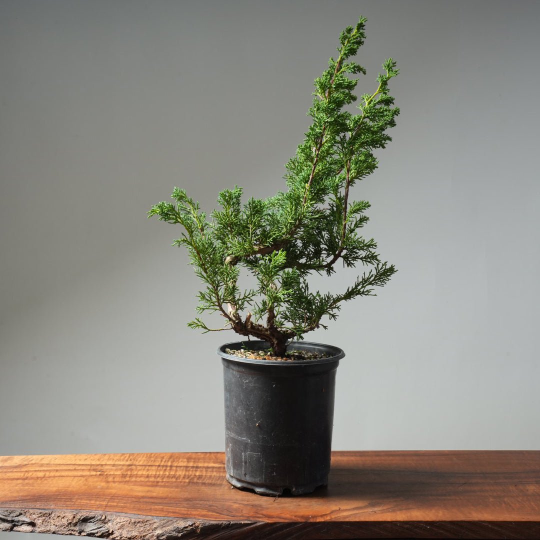 One - Gallon Kishu Juniper Bonsai 615 - Bonsaify