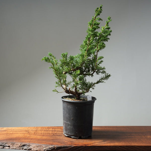One - Gallon Kishu Juniper Bonsai 615 - Bonsaify