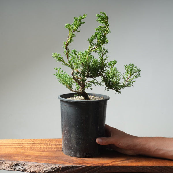 One - Gallon Kishu Juniper Bonsai 616 - Bonsaify