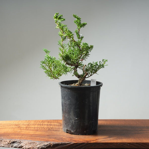 One - Gallon Kishu Juniper Bonsai 616 - Bonsaify