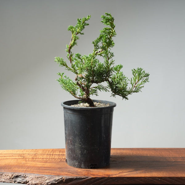 One - Gallon Kishu Juniper Bonsai 616 - Bonsaify