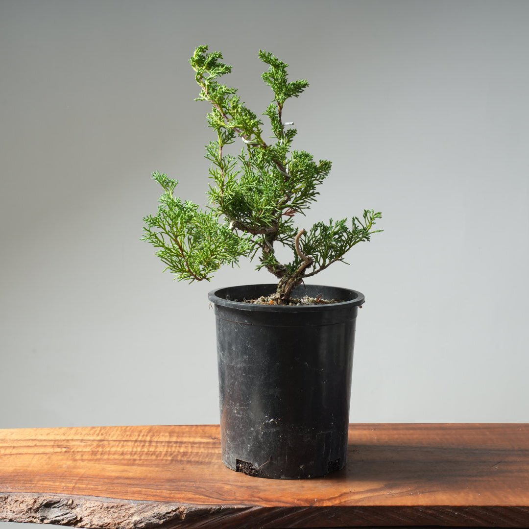 One - Gallon Kishu Juniper Bonsai 616 - Bonsaify