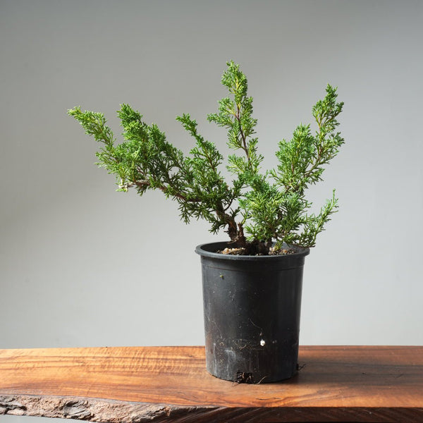 One - Gallon Kishu Juniper Bonsai 617 - Bonsaify