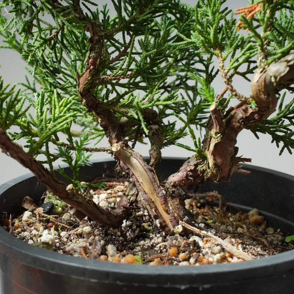 One - Gallon Kishu Juniper Bonsai 617 - Bonsaify