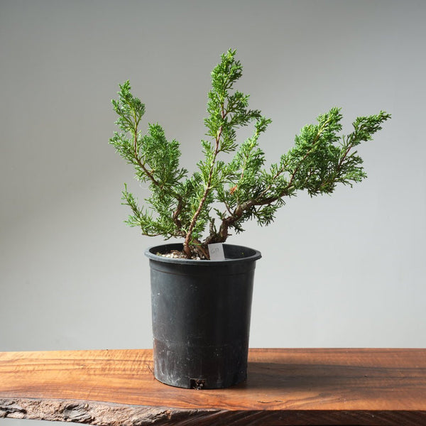 One - Gallon Kishu Juniper Bonsai 617 - Bonsaify