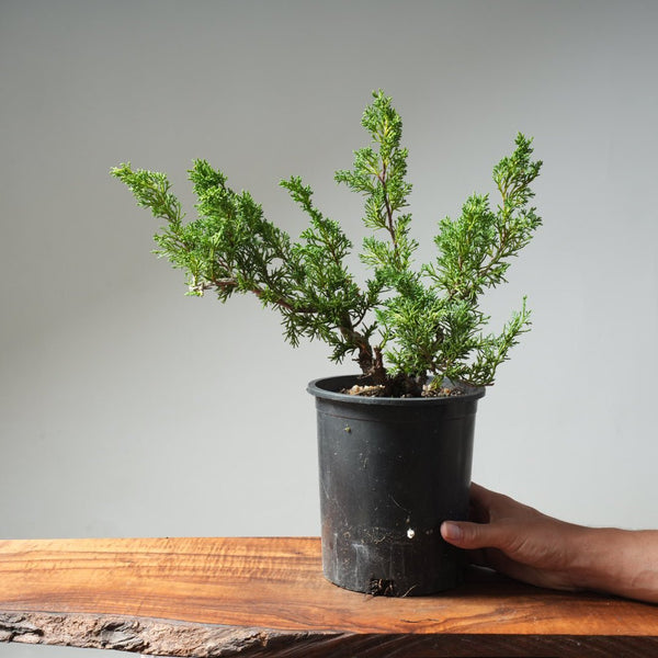 One - Gallon Kishu Juniper Bonsai 617 - Bonsaify